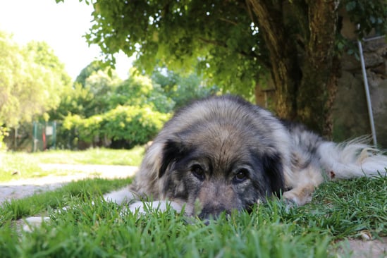 Tomis Hoffnung für Tiere