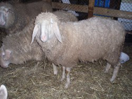 TSV Hoffnung für Tiere Zaun für Schafe