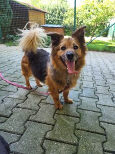 Hund Topik Zuhause gesucht Tierheim Hoffnung für Tiere