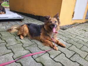 Hund Topik Zuhause gesucht Tierheim Hoffnung für Tiere