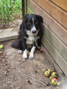 Hund Dulphy Border Collie Zuhause gesucht Tierheim Hoffnung für Tiere