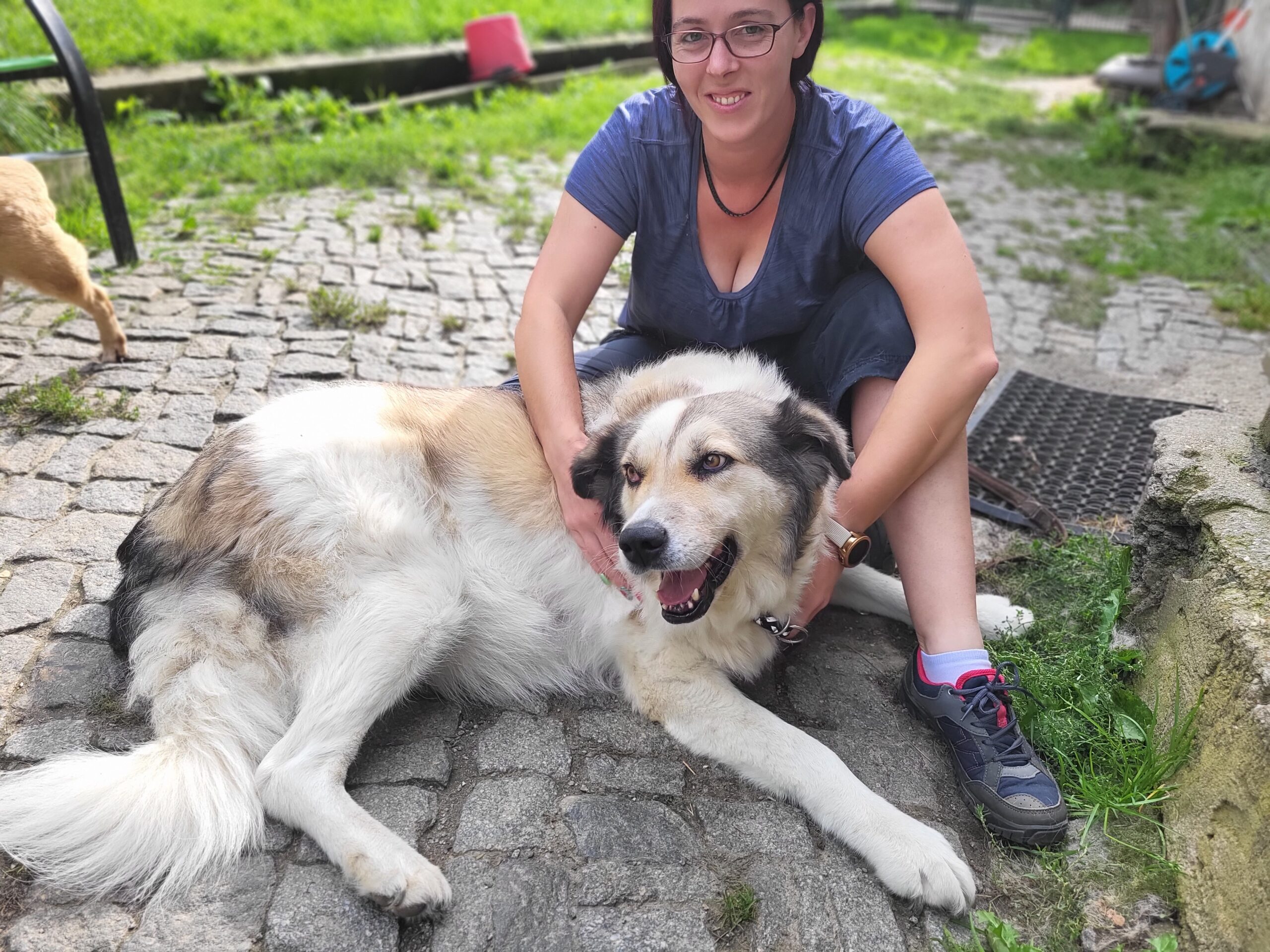 Hund Iris sucht ein Zuhause