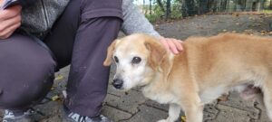 Hund Rodon Zuhause gesucht Tierheim Hoffnung für Tiere