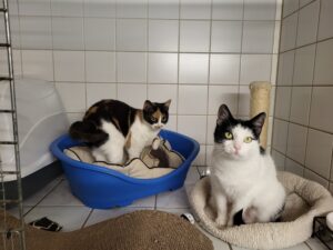 Katze Ticki und Auri sucht ein Zuhause