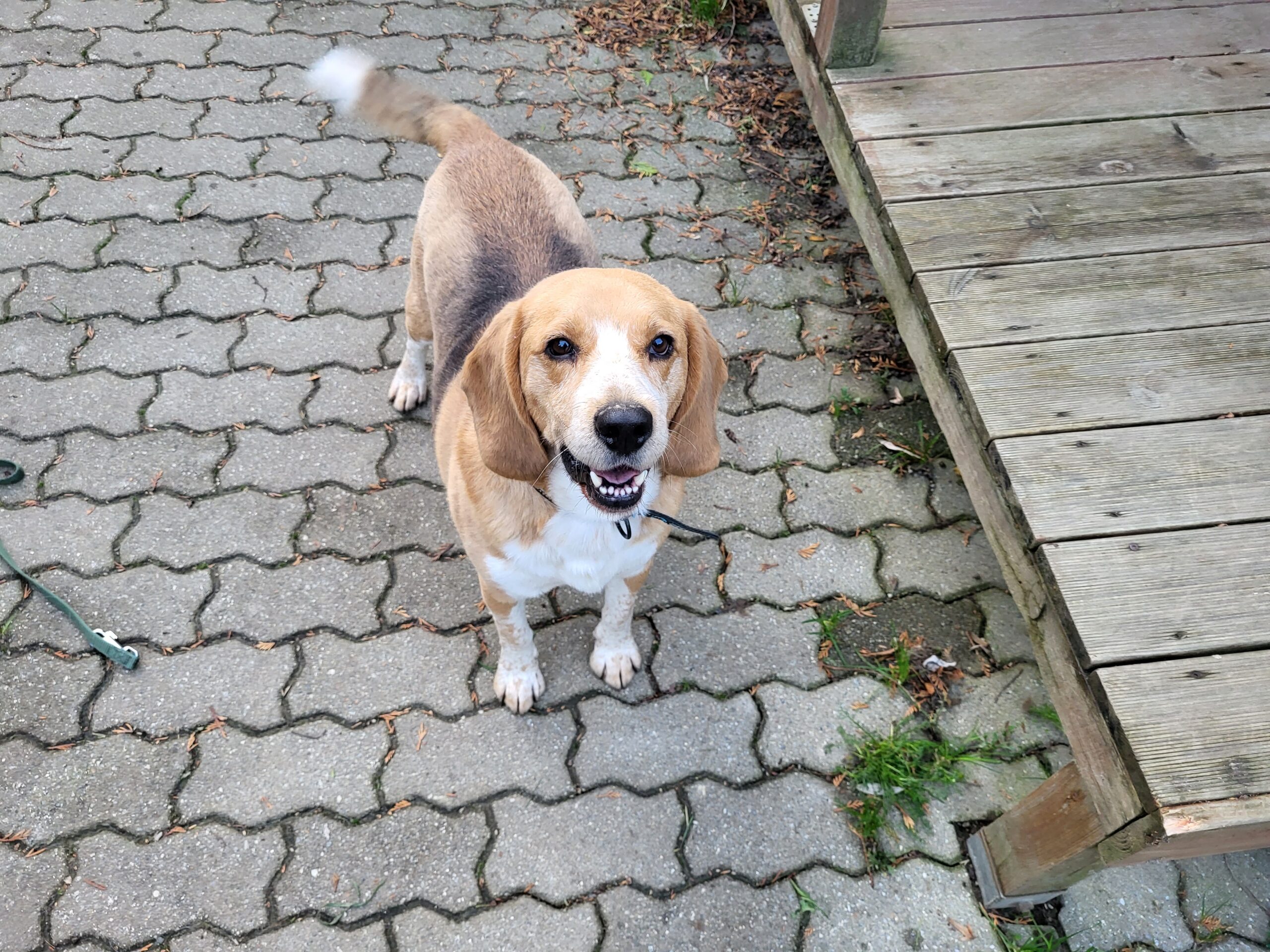 Hund Beagle Bigi