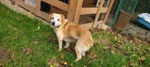 Hund Rodon Zuhause gesucht Tierheim Hoffnung für Tiere