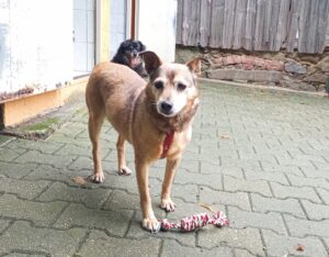 Hund Rudzik Zuhause gesucht Tierheim Hoffnung für Tiere
