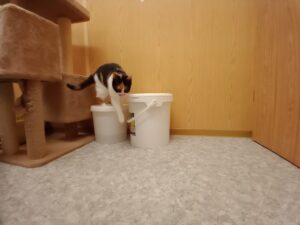 Katze Auri sucht ein Zuhause