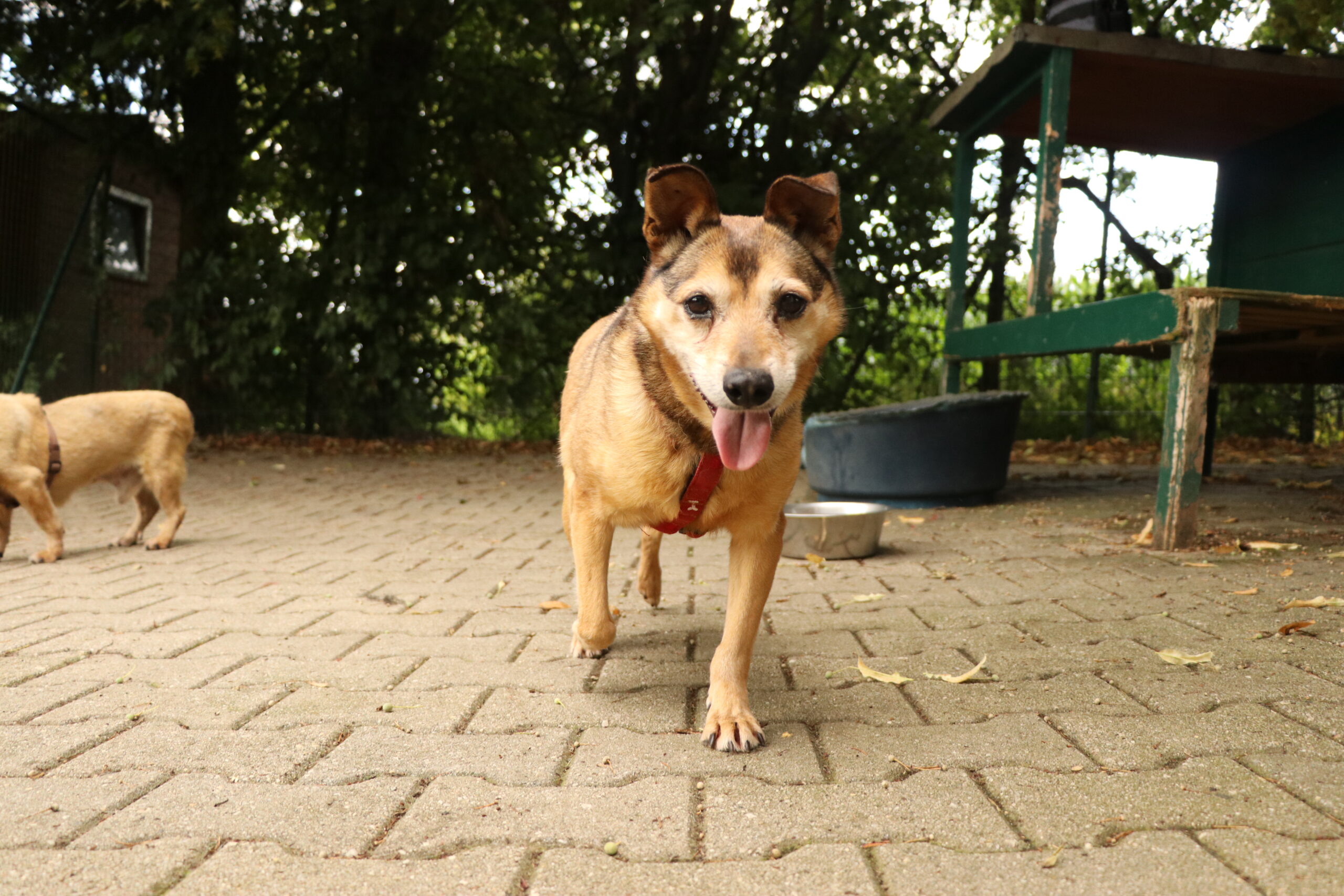 Hund Rudzik Zuhause gesucht Tierheim Hoffnung für Tiere
