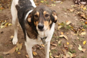 Hund Galina Tierschutz Tierheim Hoffnung für Tiere