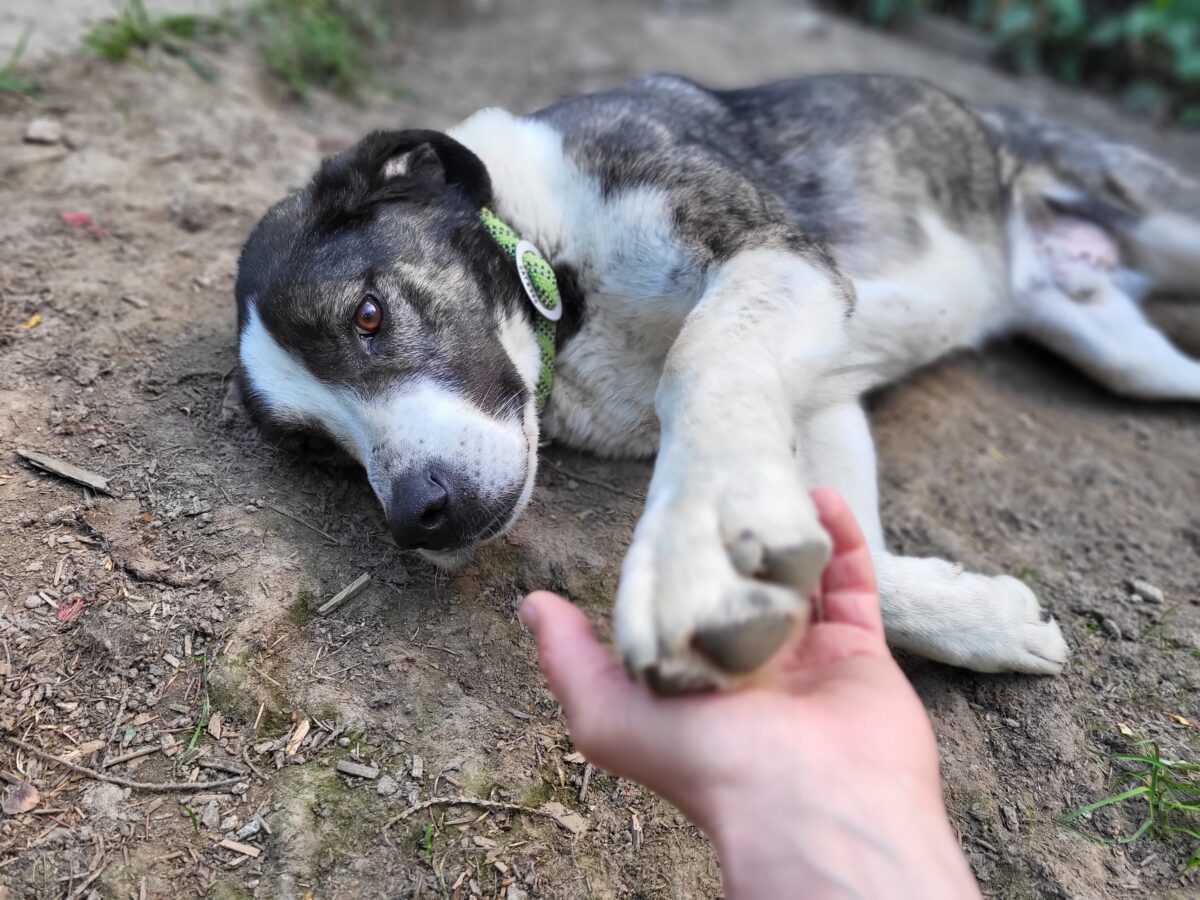 Hund betteln Tierschutz Hoffnung für Tiere