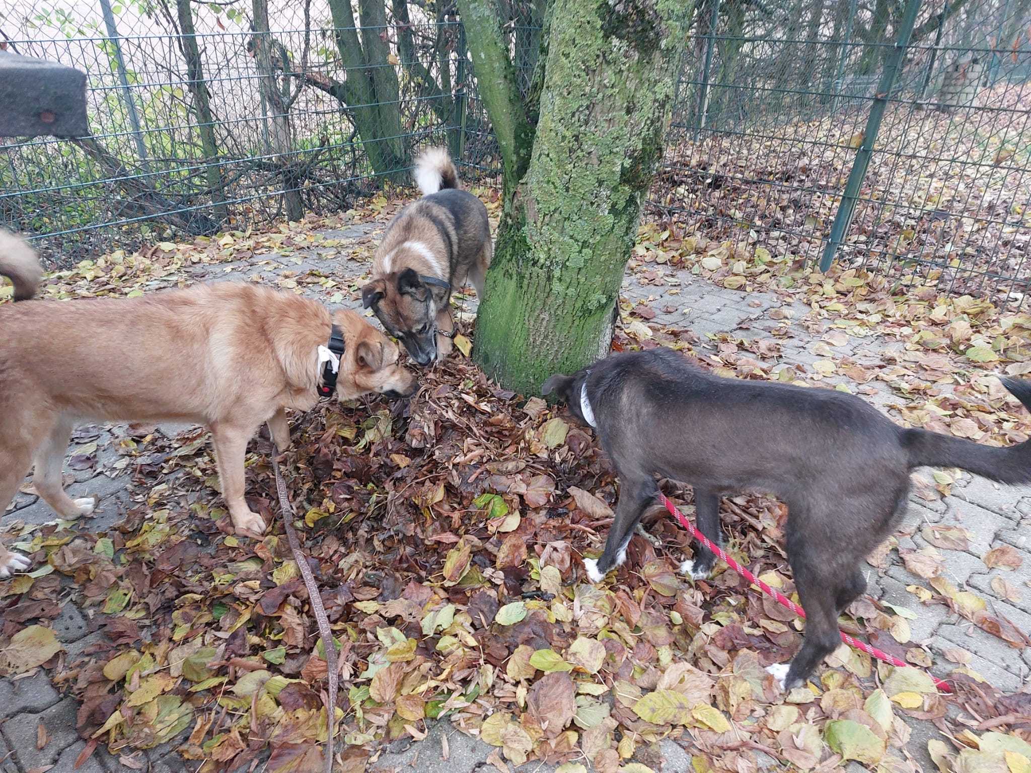 Hund Rumänien Tierheim Hoffnung für Tiere
