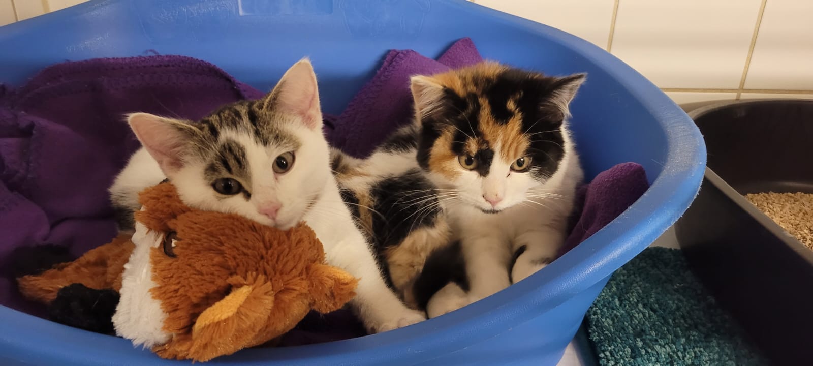 Katzenkind Kitten Tierheim Hoffnung für Tiere Tierhoffnung