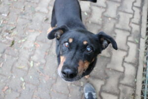 Hund Eryk Tierheim Hoffnung für Tiere Tierhoffnung