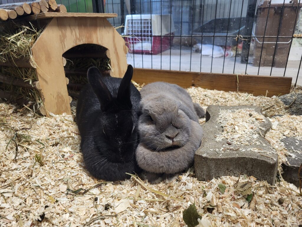 Kaninchen Morticia Zuhause gesucht Tierheim Hoffnung für Tiere
