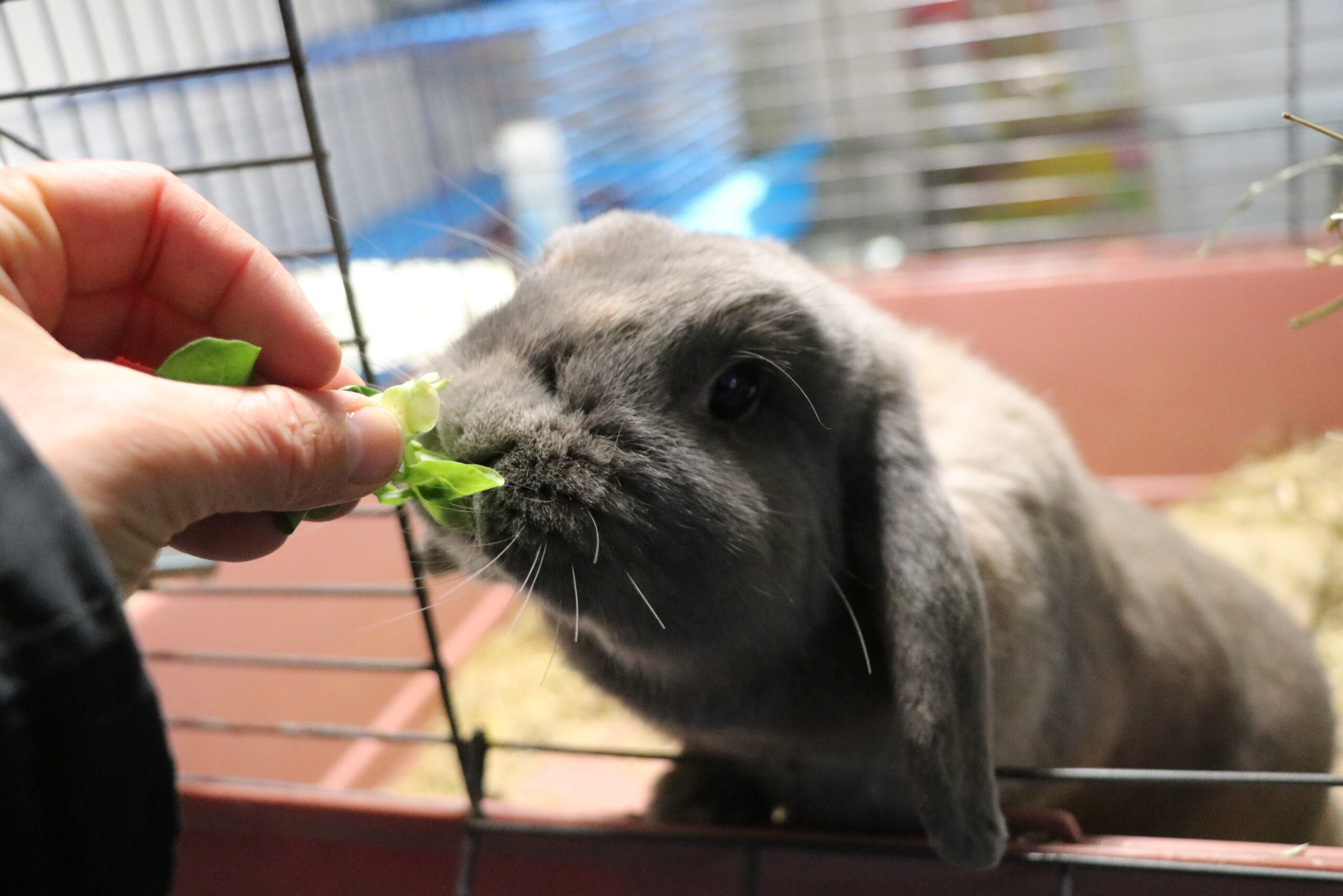 Kaninchen Morticia Zuhause gesucht Tierheim Hoffnung für Tiere