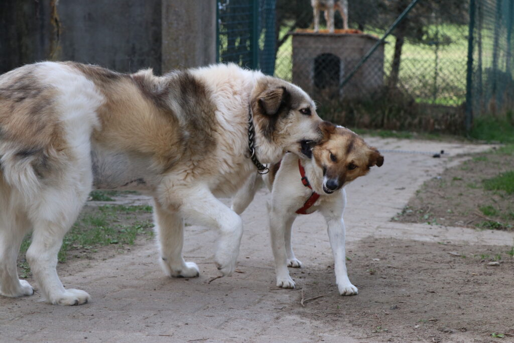 Hund Frieda Zuhause gesucht TSV Hoffnung für Tiere