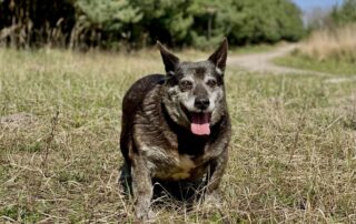 Bali sucht Aufnahmepaten Polen Hund Tierheim Hoffnung für Tiere