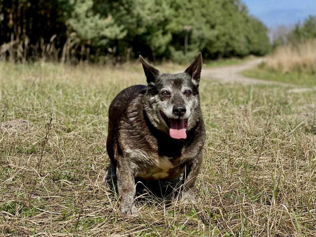Bali sucht Aufnahmepaten Polen Hund Tierheim Hoffnung für Tiere