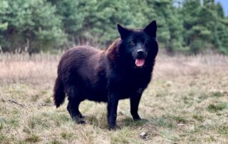 Ausland Polen Hund Psotka Aufnahmepaten gesucht Hoffnung für Tiere
