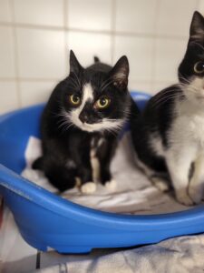 Katze Malta Zuhause gesucht Tierheim