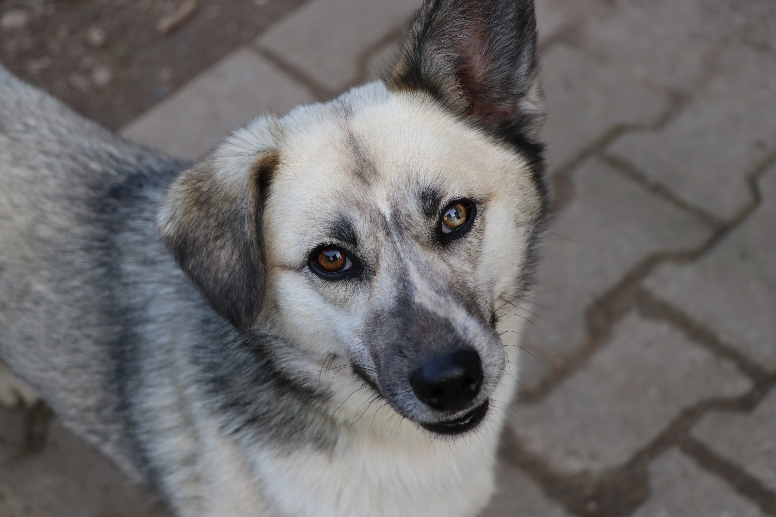 Hund Mara Tierheim Hoffnung für Tiere