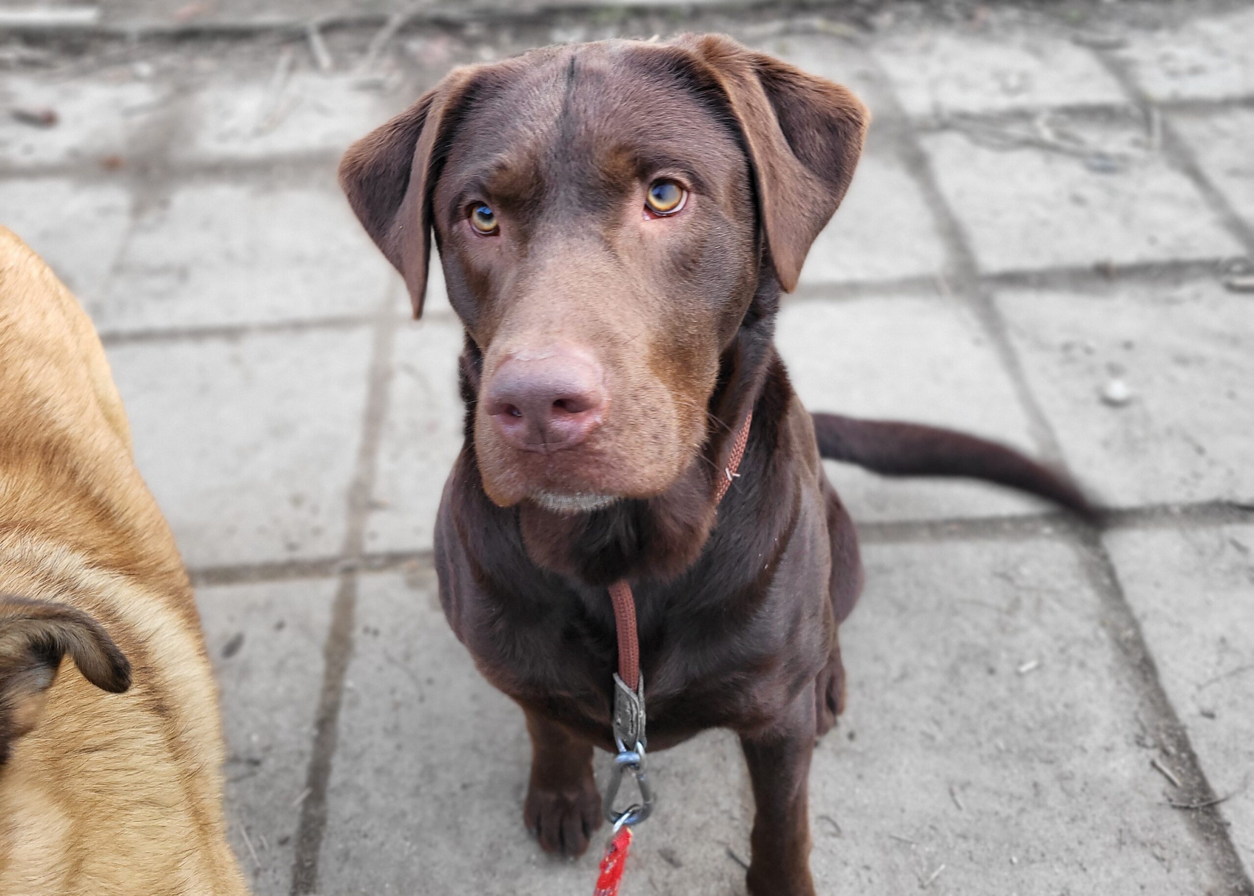 Hund Labrador Juno Tierheim Hoffnung für Tiere