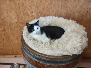 Katze Madeira,Körbchen, Zuhause gesucht