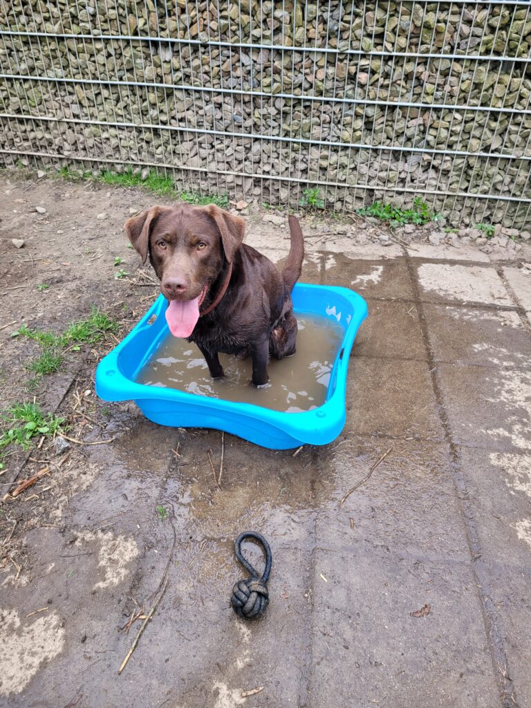 Hund Labrador im Wasser Tierheim Hoffnung für Tiere