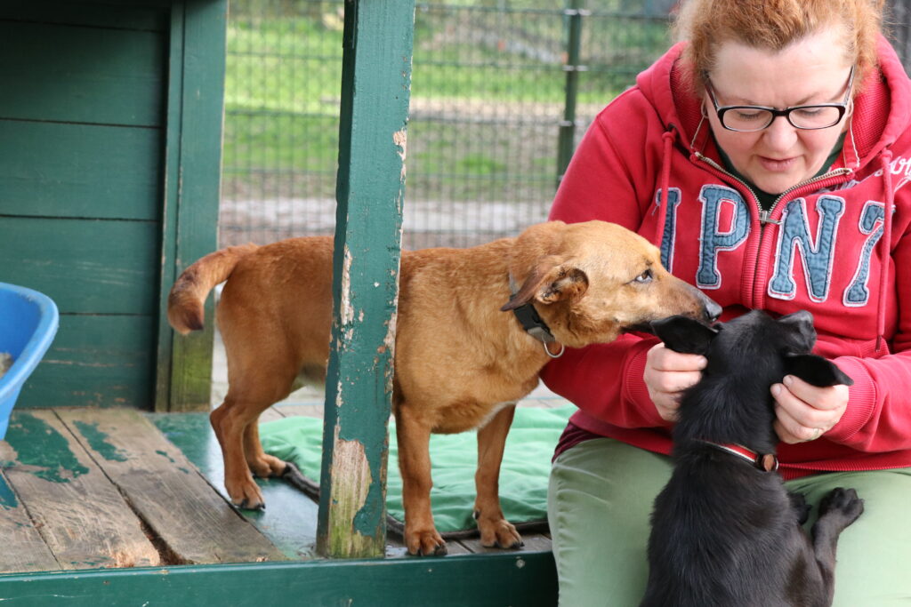 Hund Betty Tierheim Hoffnung für Tiere