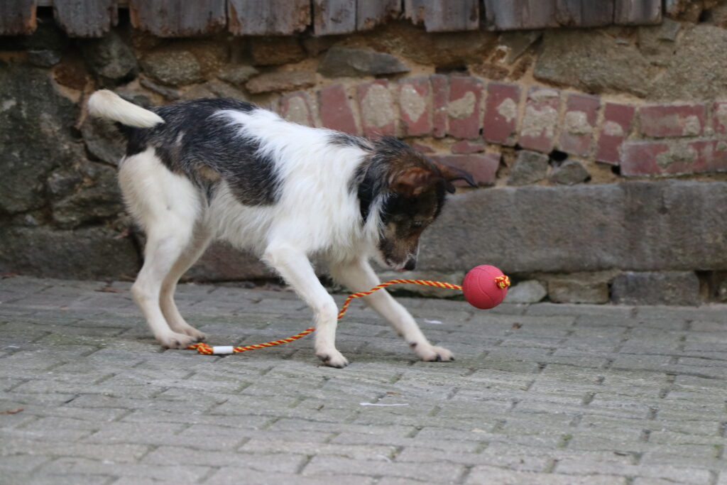Hund Jakub spielt mit Ball Tierheim Tierhoffnung