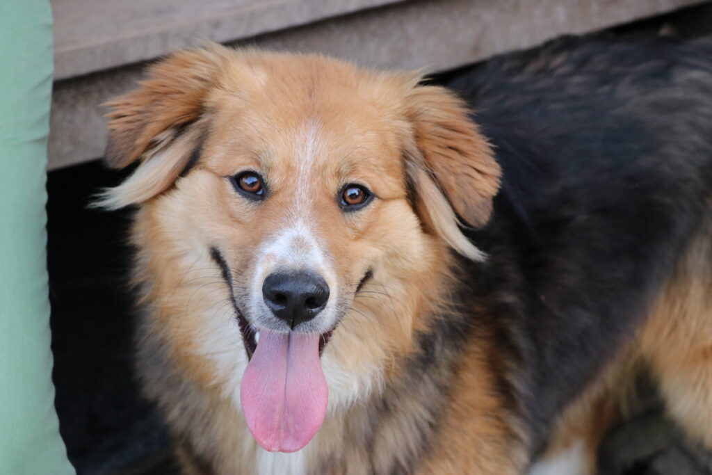 Hund Xena Zuhause gesucht Tierheim Hoffnung für Tiere