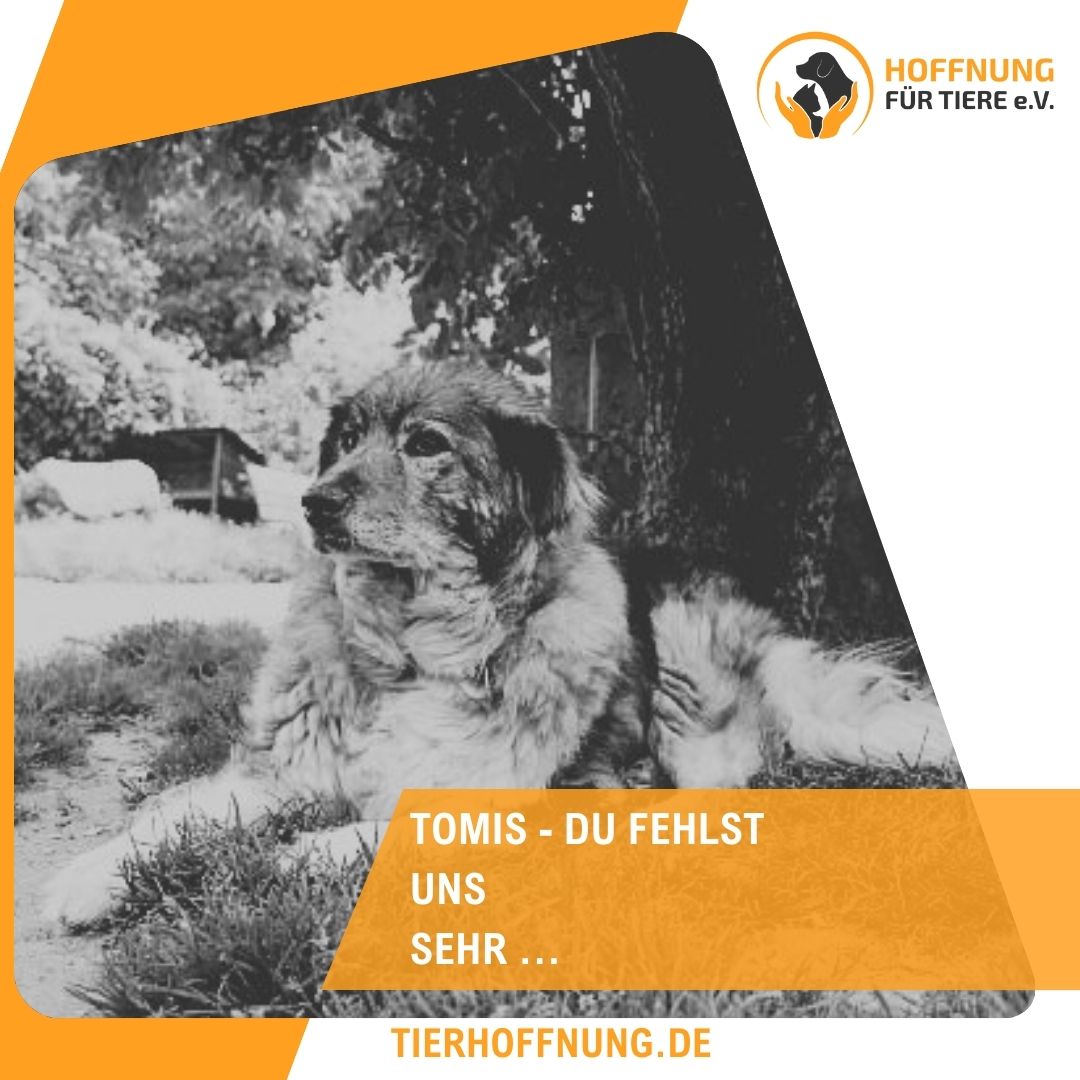Hund Tomis verstorben Wir nehmen Abschied Hoffnung für Tiere