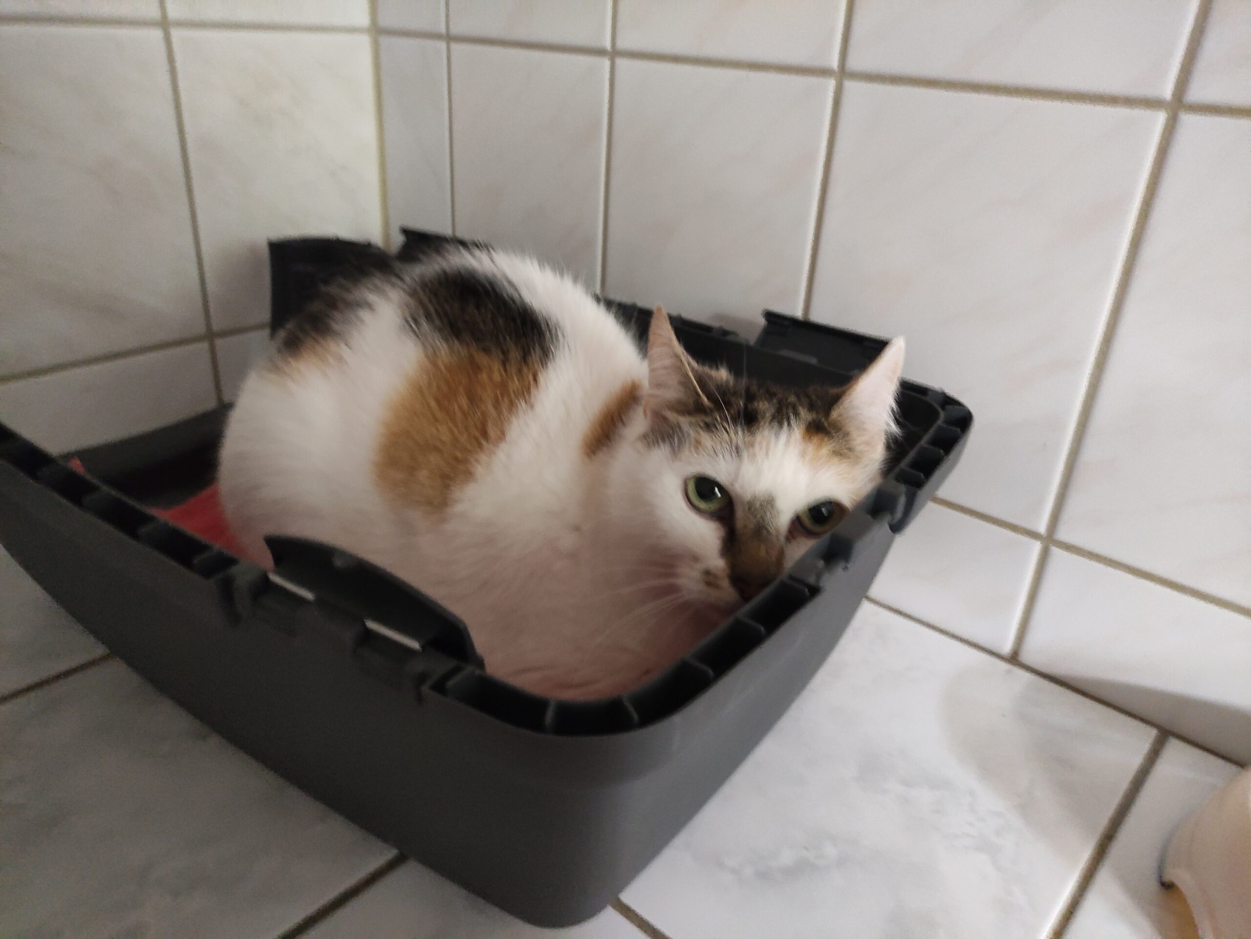 Katze Lilly sucht ein Zuhause