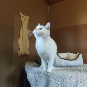 Katze Hilde, Zuhause gesucht, Hoffnung für Tiere