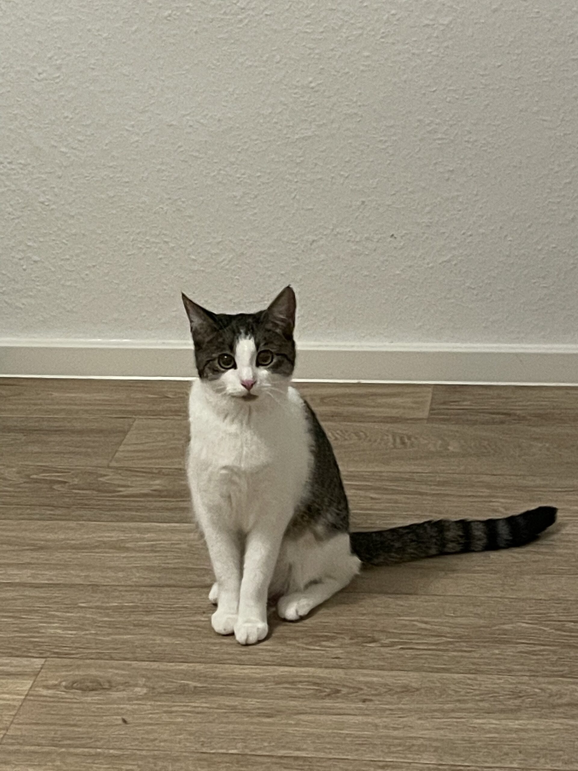 Katze vermisst Dresden