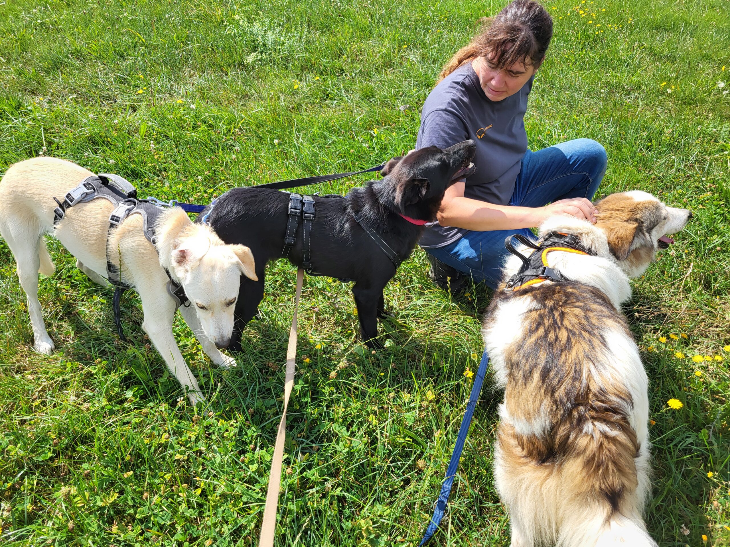 Hund Franzi Zuhause gesucht Tierhoffnung