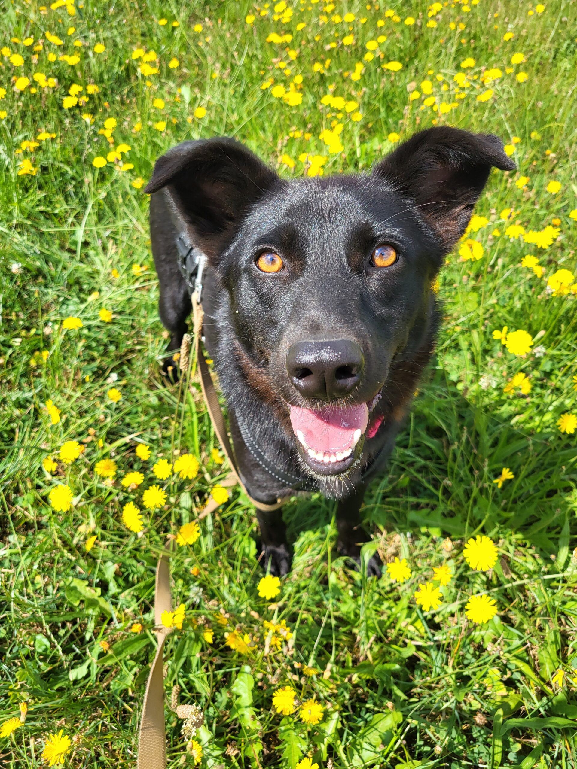 Hund Franzi Zuhause gesucht Tierhoffnung