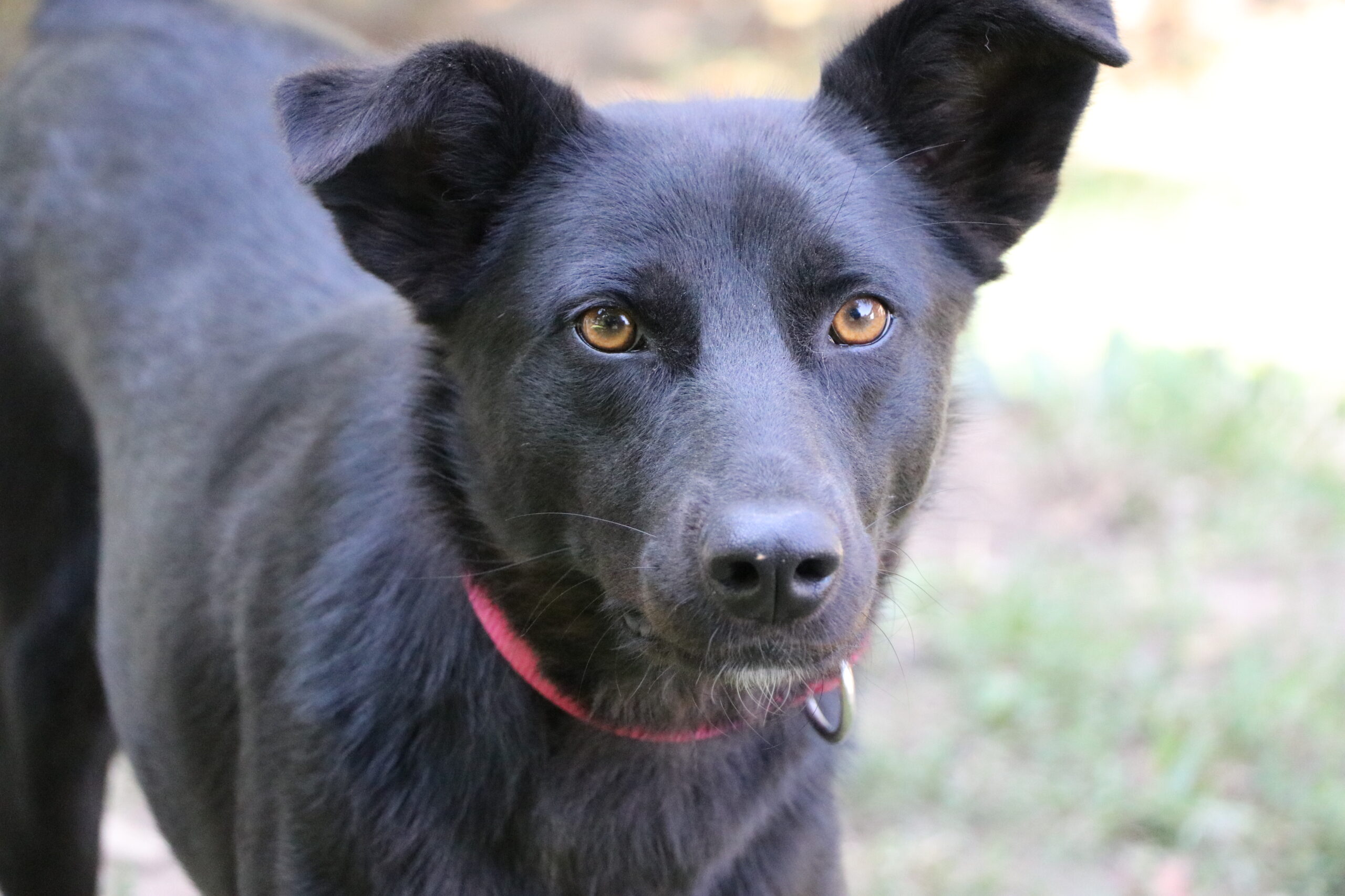 Hund Franzi Zuhause gesucht Tierhoffnung