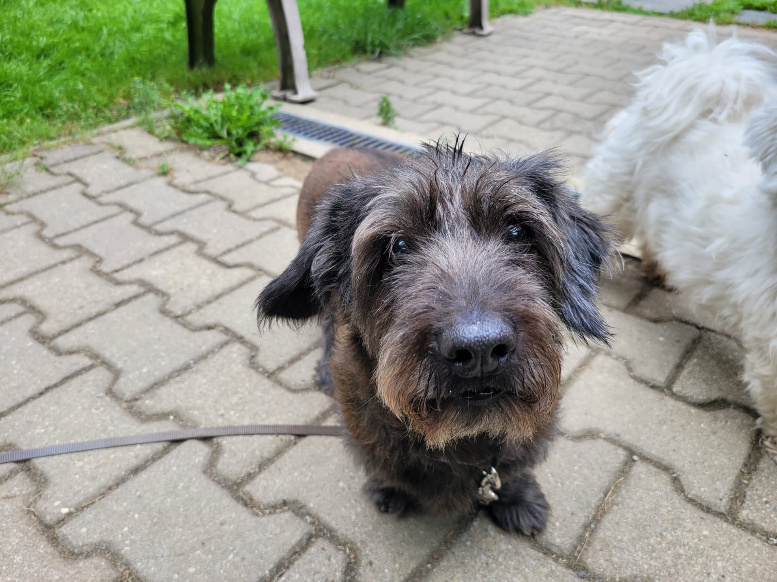 Benjamin Hoffnung für Tiere