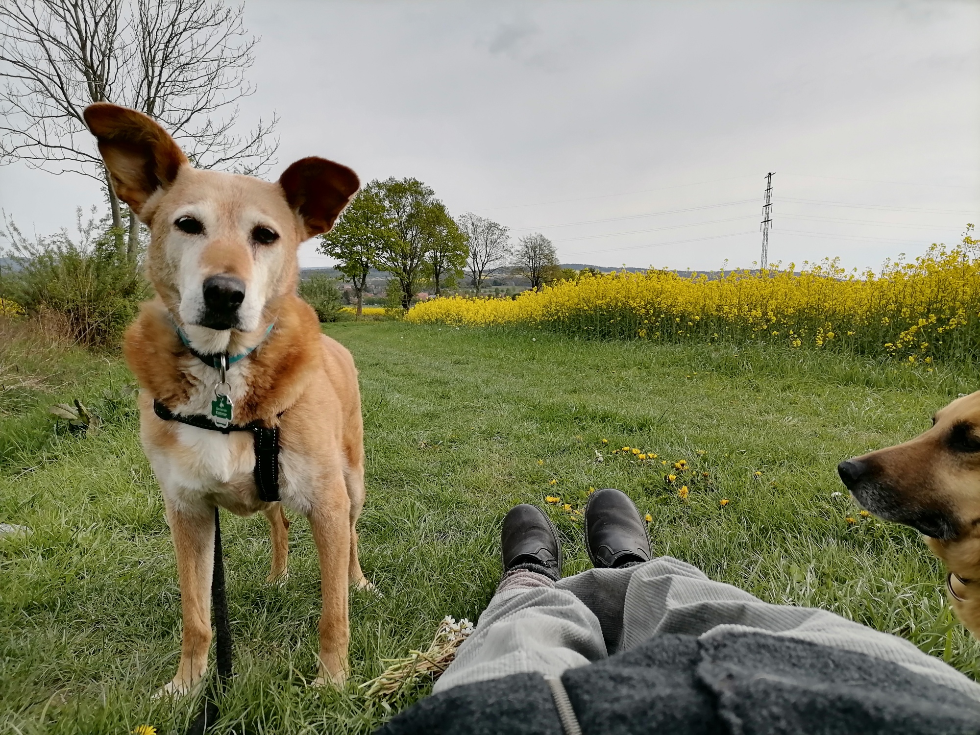 Tierhoffnung Spendet in den Tierarztfonds