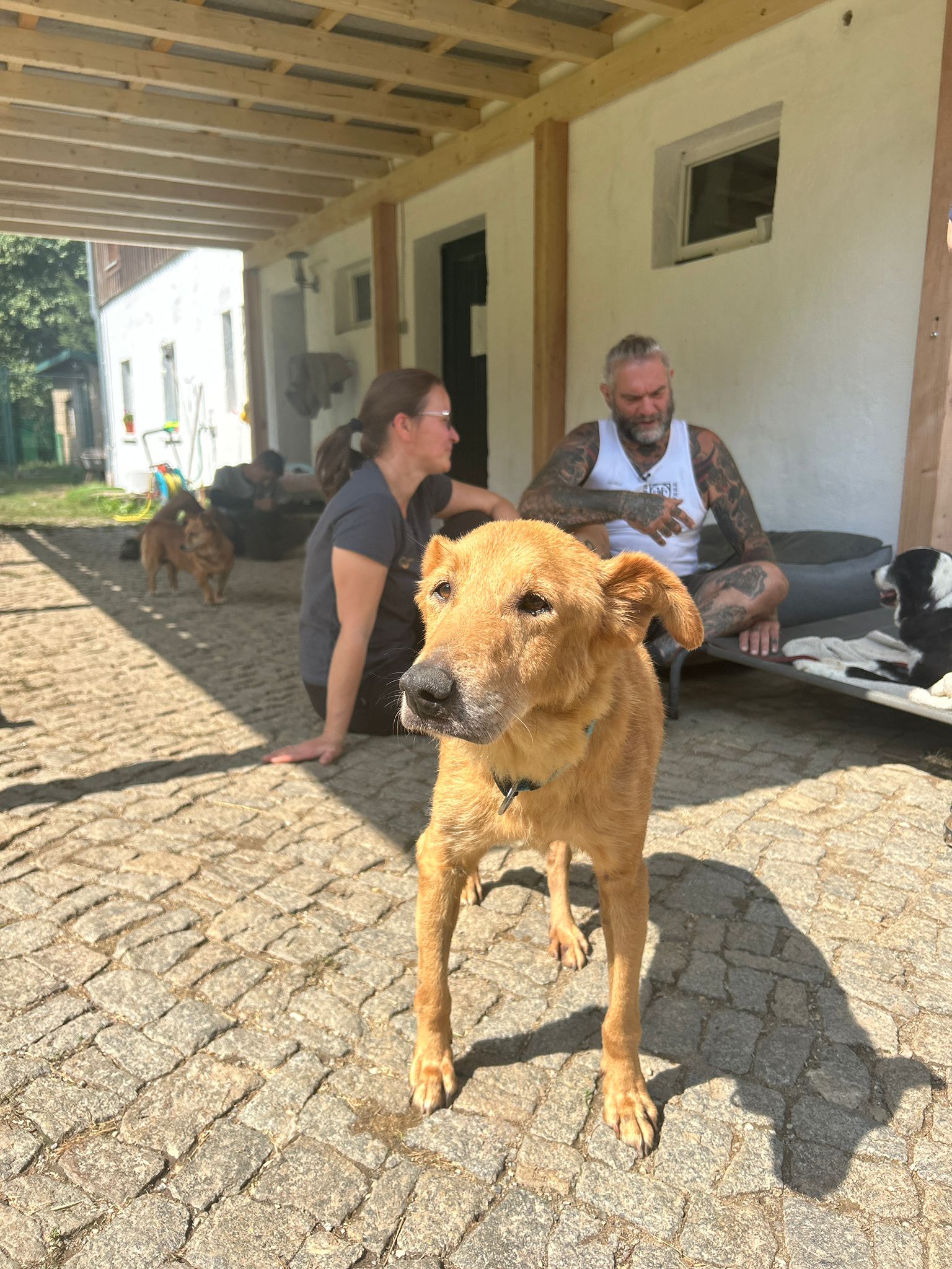 Harte Hunde bei Hoffnung für Tiere e.v.