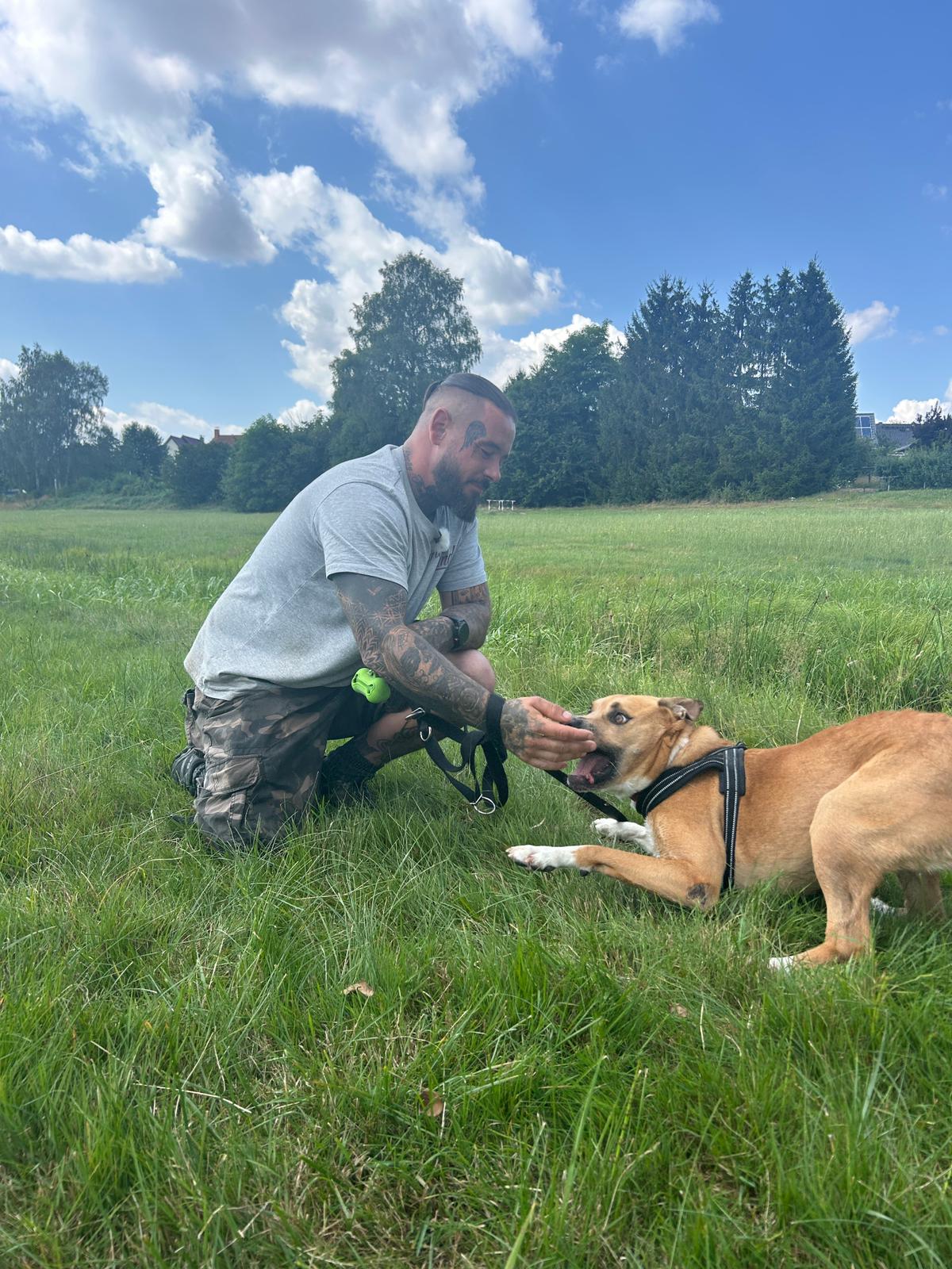 Harte Hunde bei Hoffnung für Tiere e.v.