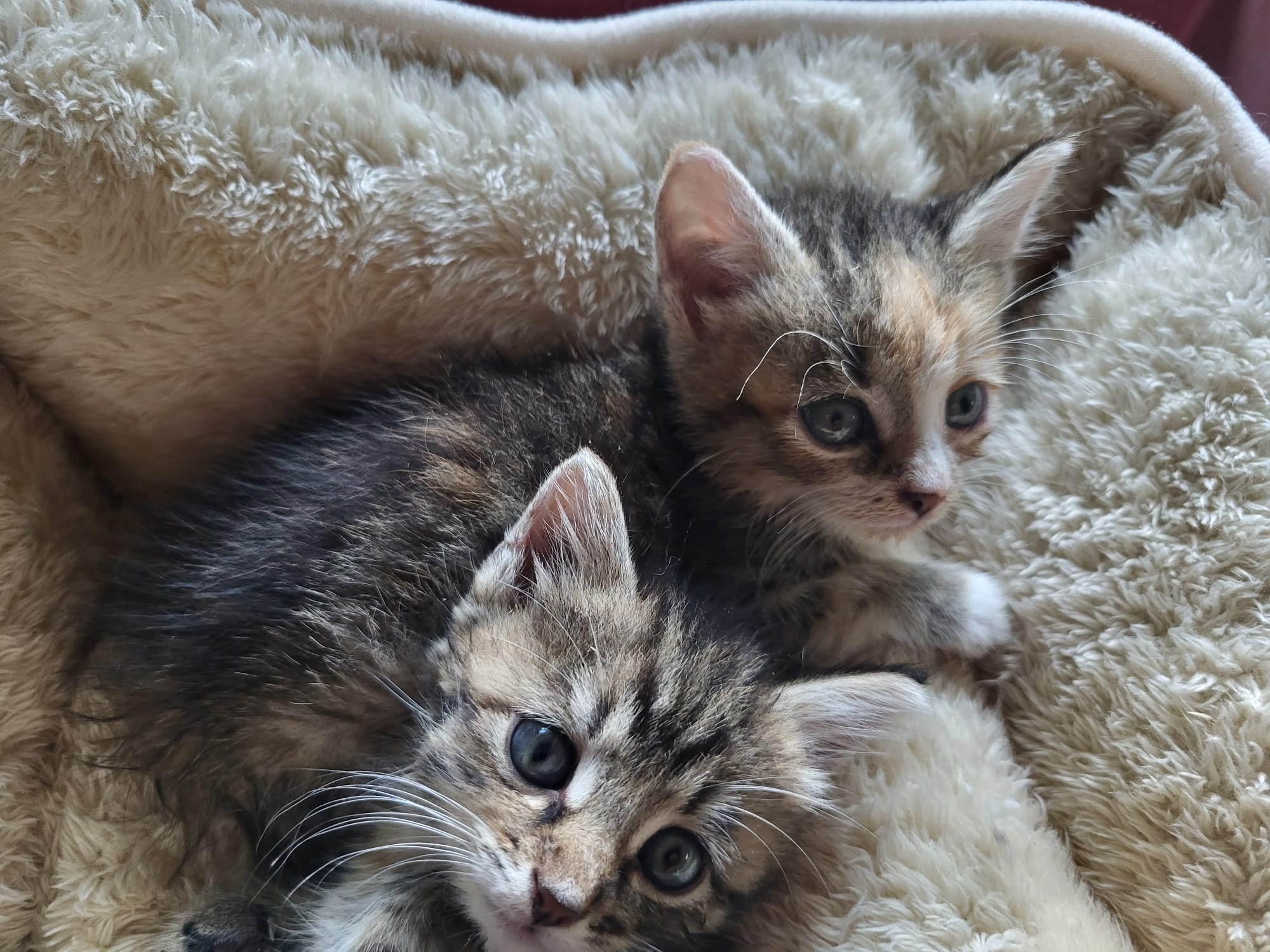 Katzenbabys Tierhoffnung