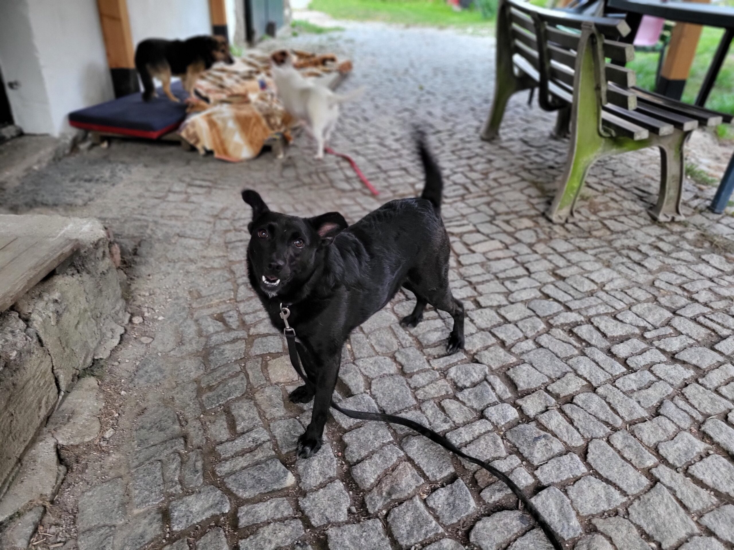 Hund Bajka Zuhause gesucht Tierhoffnung