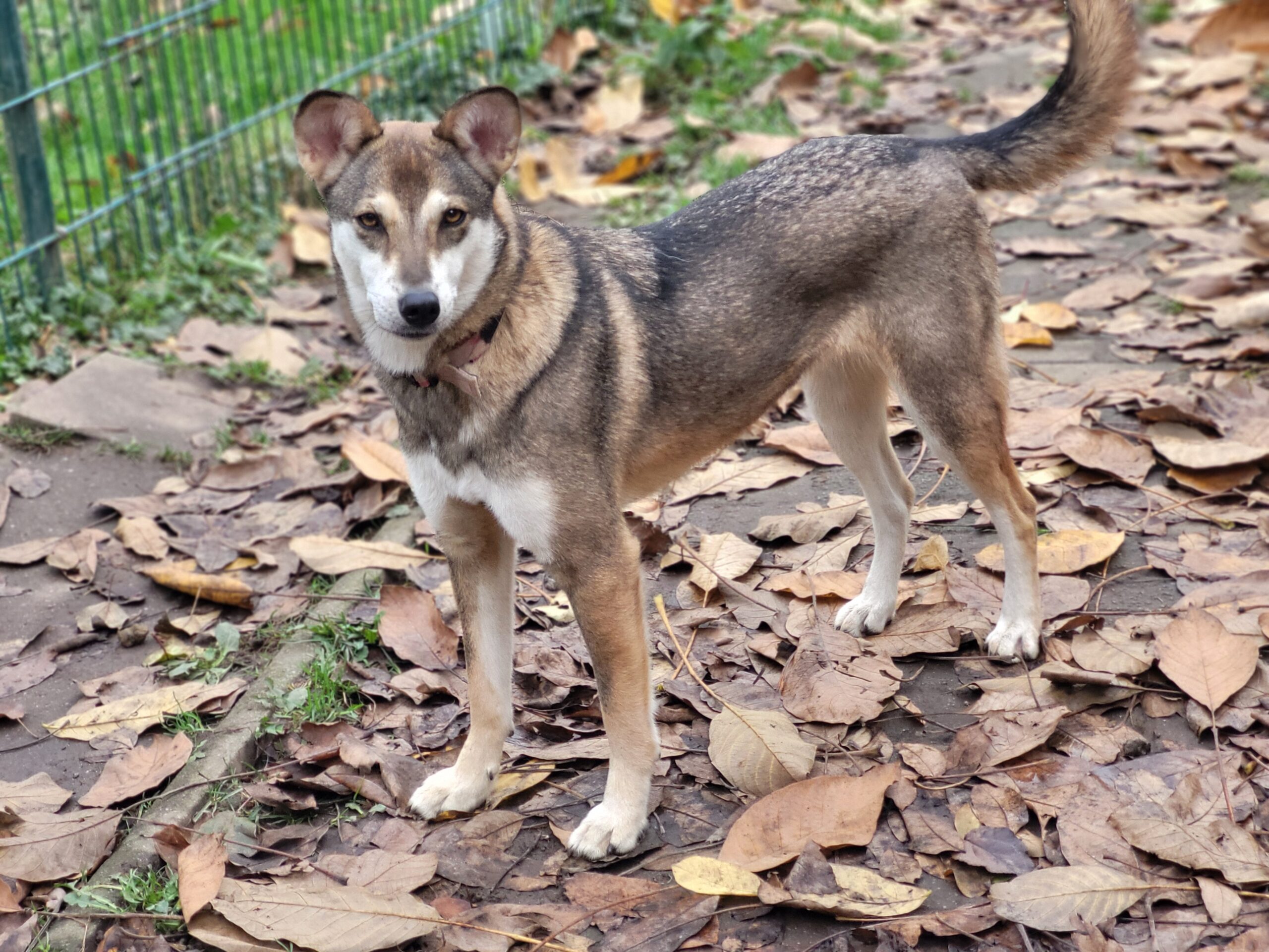 Hund Ramona Zuhause gesucht Tierheim Tierhoffnung