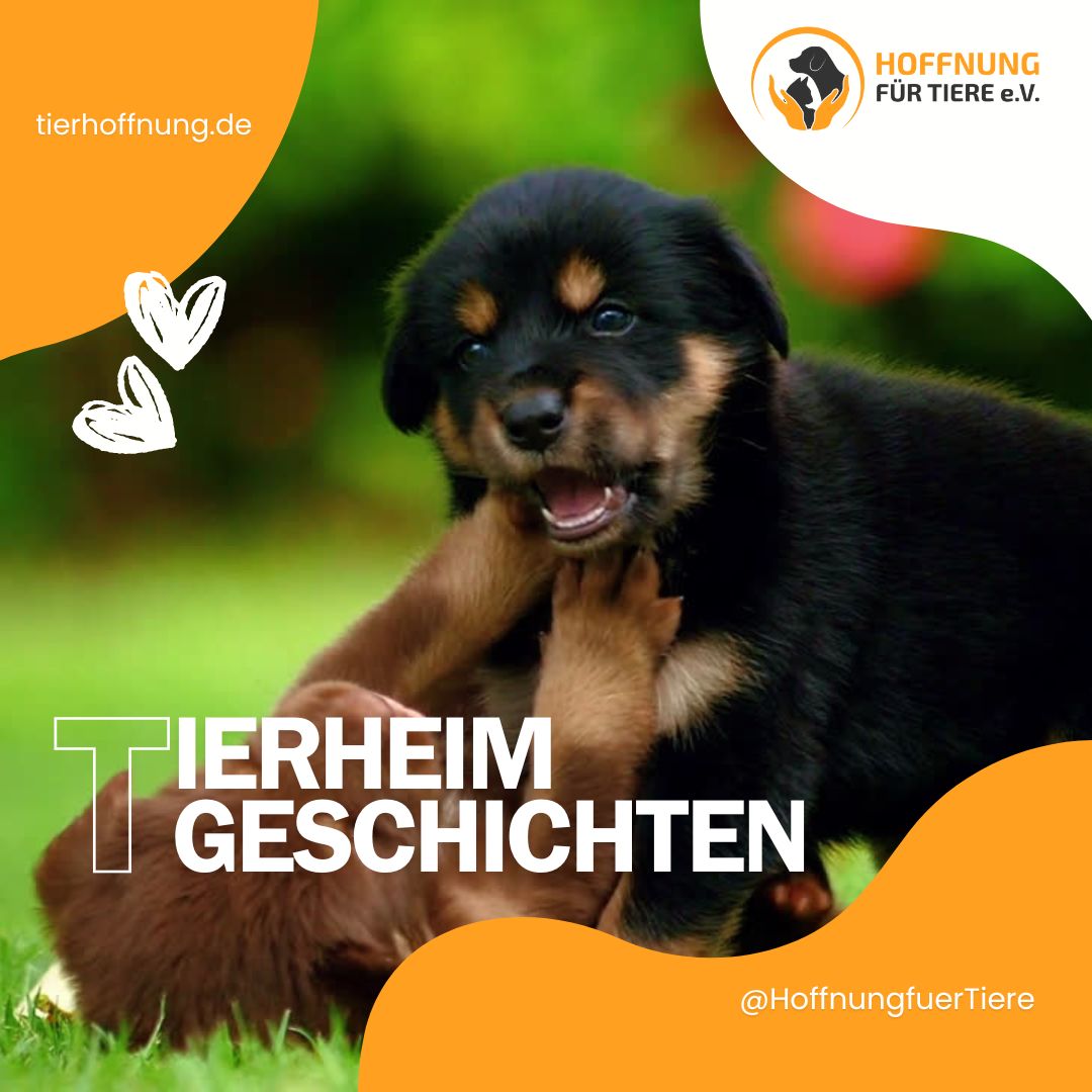 Tierheimgeschichten Tierhoffnung Hoffnung für Tiere