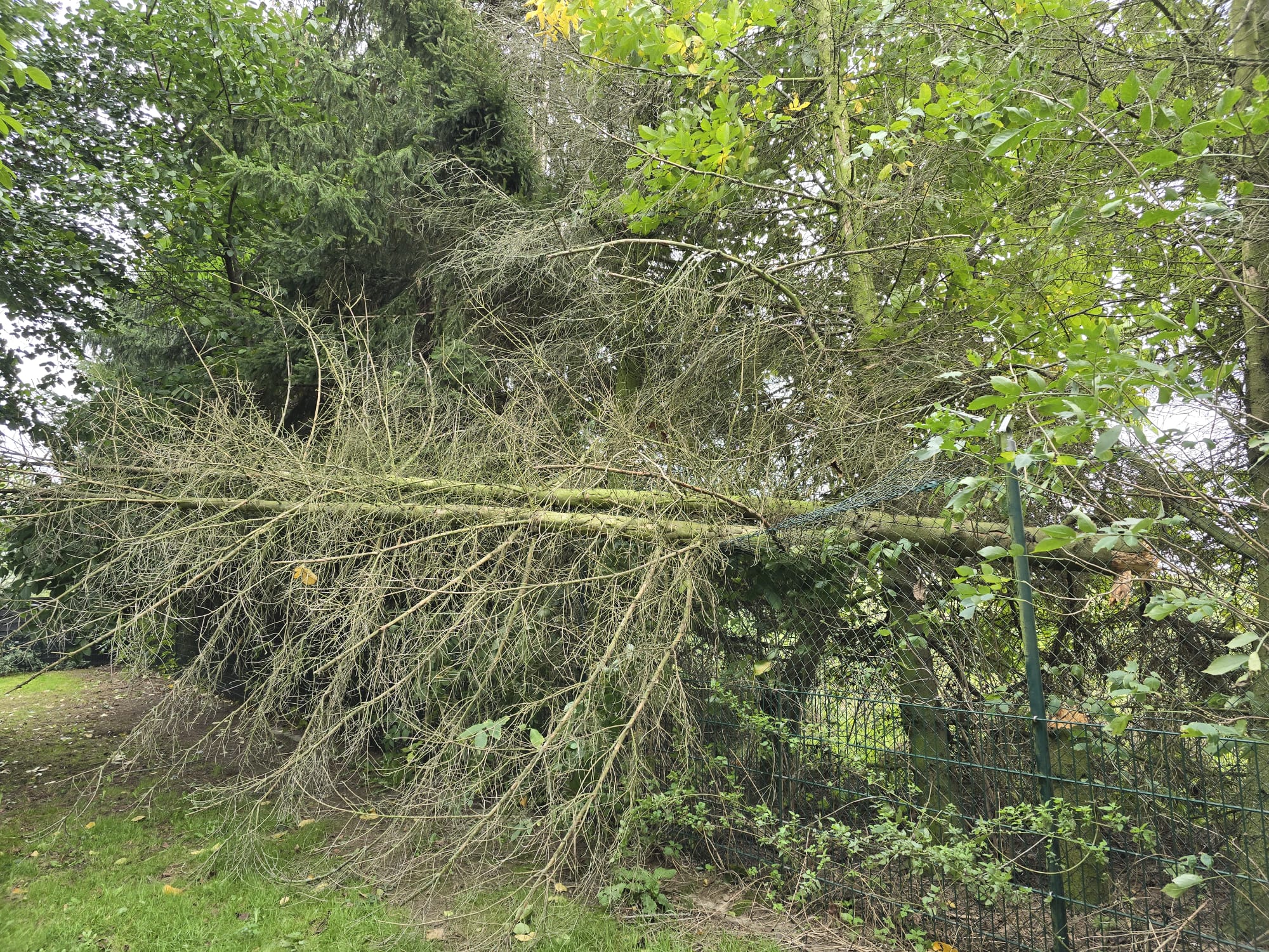 Baum auf Zaun