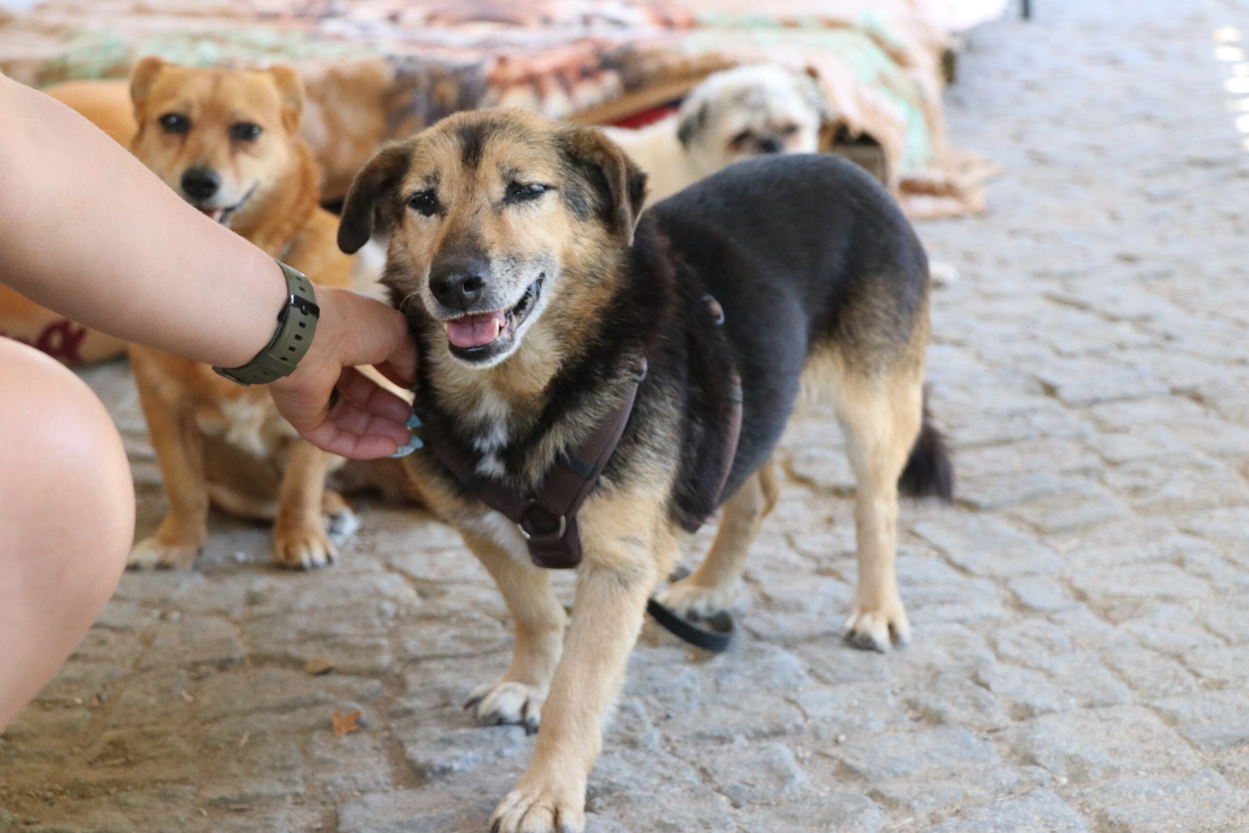 Hund Florek Zuhause gesucht Tierhoffnung