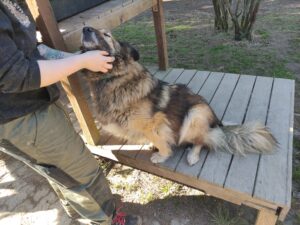 Hund Gerda Zuhause gesucht kuscheln